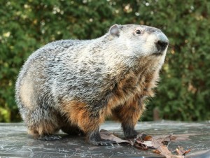 Punxsutawney Rails to Trails ‘Groundhog Jog’ Set for February 1