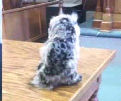 Colorado-man-brings-stuffed-owl-to-court-as-defense-counsel