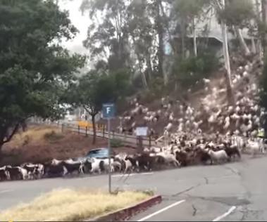 800-goats-stampede-down-Berkeley-hill-in-viral-video