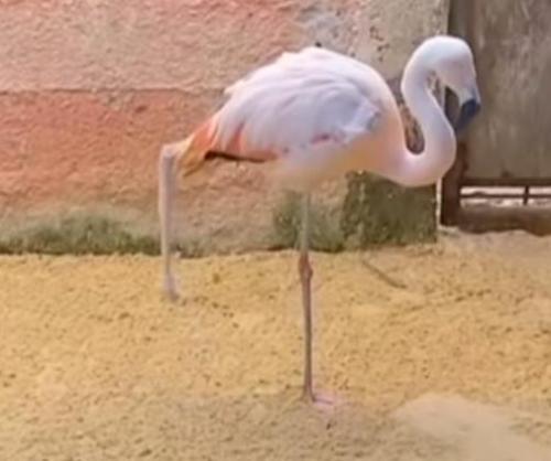 Flamingo-adjusting-to-prosthetic-leg-at-Brazilian-zoo