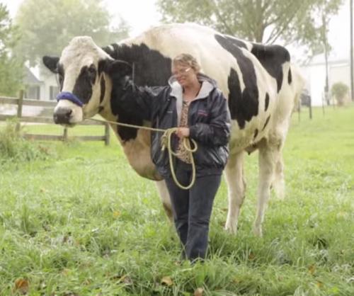 748-inch-Illinois-cow-posthumously-named-tallest-ever-by-Guinness[1]