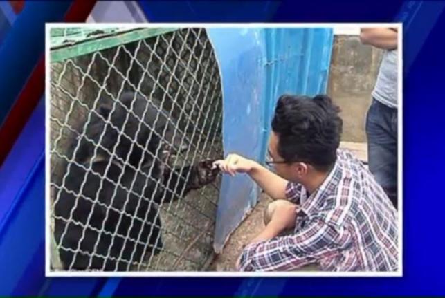 Puppies-adopted-by-Chinese-man-turn-out-to-be-Asian-black-bears[1]