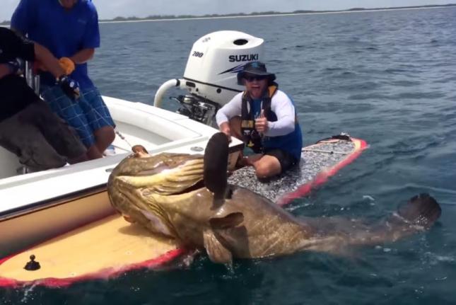 Fisherman-on-a-paddleboard-lands-400-pound-grouper