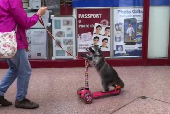 Scooter-riding-raccoon-caught-on-camera-at-British-shopping-center