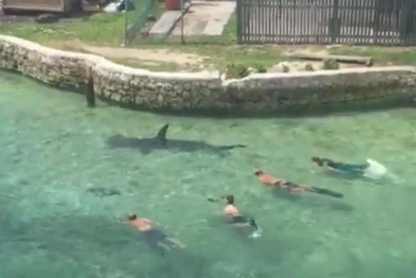 Giant-hammerhead-shark-visits-swimmers-in-Bahamas