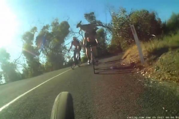 Kangaroo-leaps-over-South-Australia-cyclist-clips-helmet