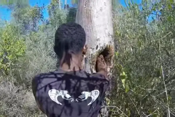Man-uses-bare-hands-to-harvest-honey-from-tree