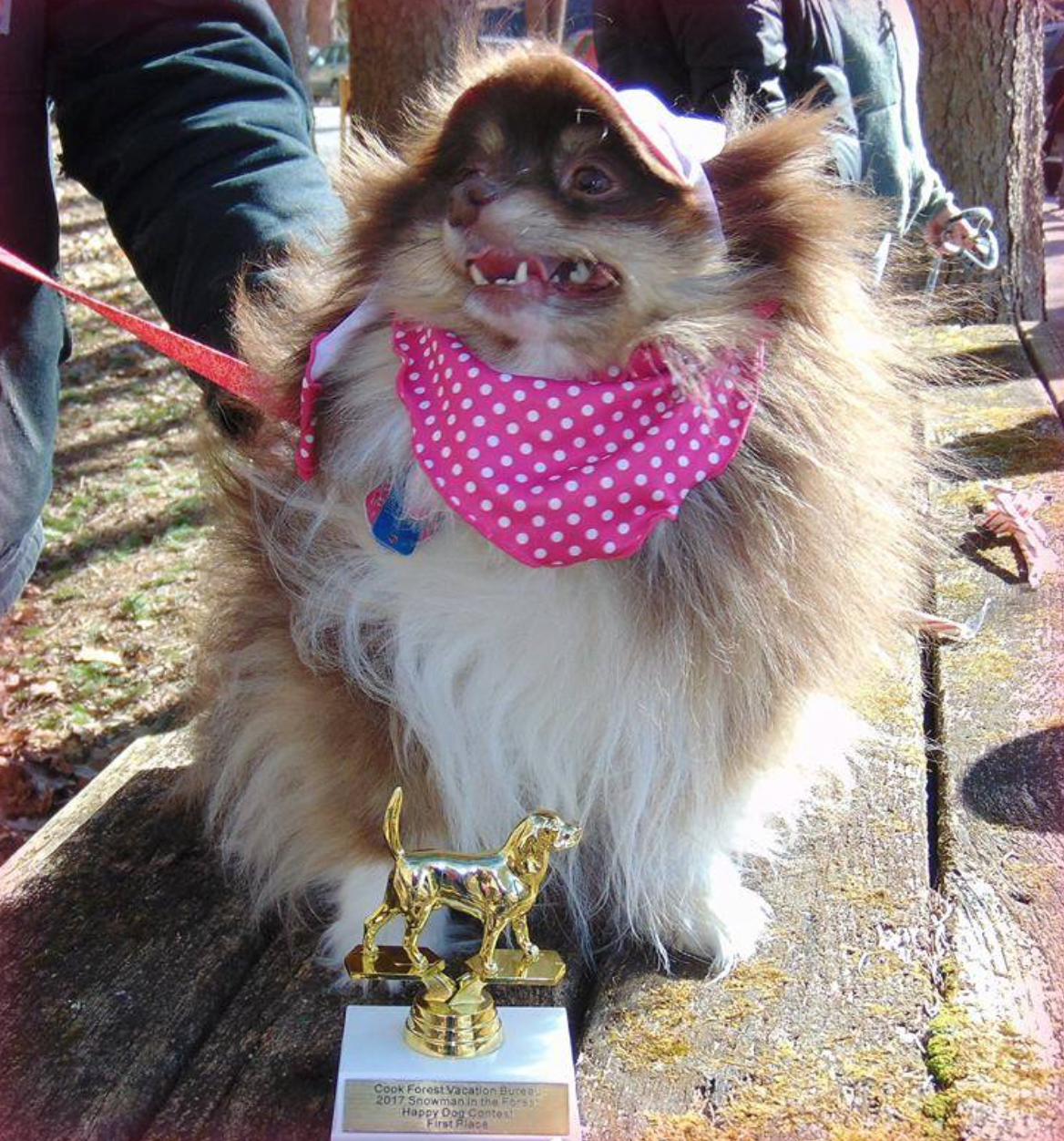 SNOWMAN dog winner