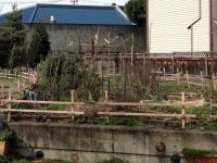 PA Department of Agriculture Provides Guidance for Community Gardens to Continue Amid COVID-19