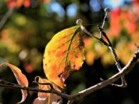 Pennsylvania Great Outdoors: Colors of Autumn Photo Contest