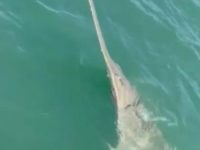 Say What?!: British Tourist Reels in 13-Foot Sawfish Off Florida Coast