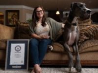 Say What?!: Texas Dog Dubbed World’s Tallest at 3 Feet, 5.18 Inches