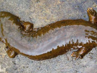 Hellbenders In The PA Great Outdoors