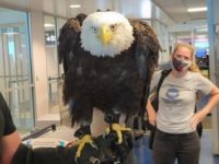 Say What?!: Bald Eagle Turns Heads at North Carolina Airport’s TSA Checkpoint