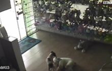 Say What?!: Stray Dog Caught on Camera Trying to Steal from Toy Store