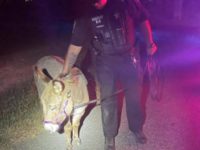 Say What?!: Loose Donkey Found Wandering Virginia Road