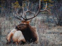 Elk Season Around the Corner